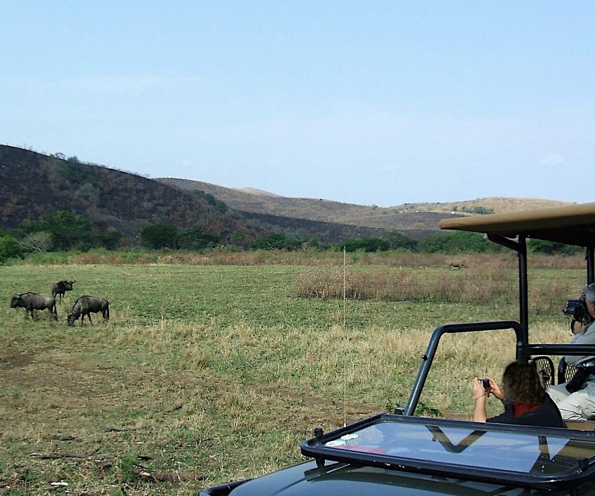 Safari vehicle on a green plain with travellers photographing grazing wildebeest