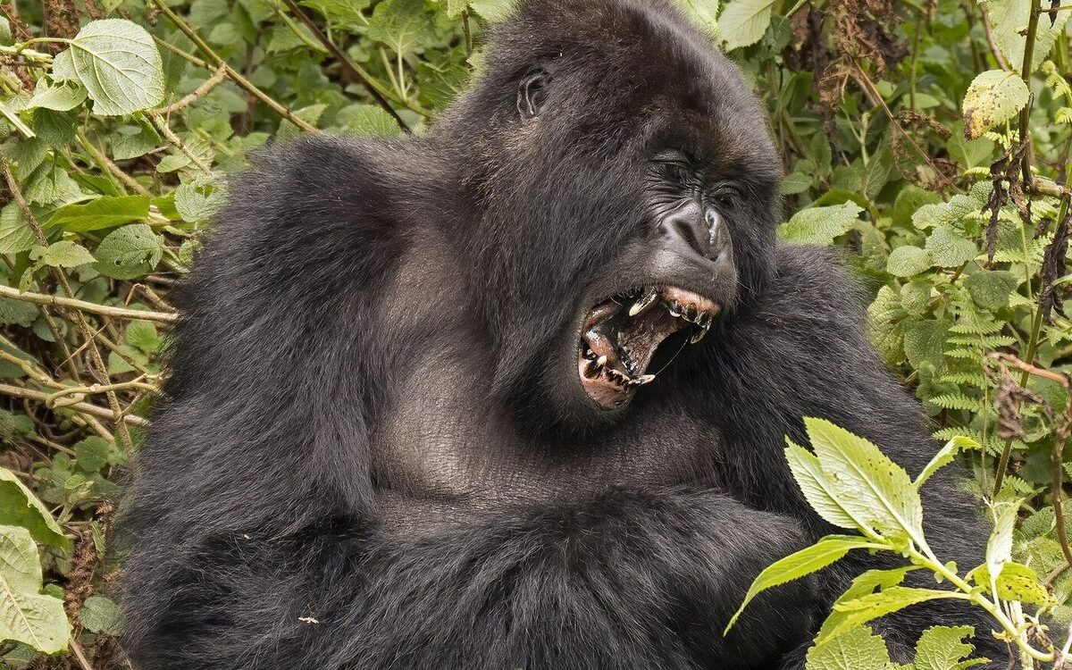 Mountain gorilla among leafy undergrowth in a rainforest