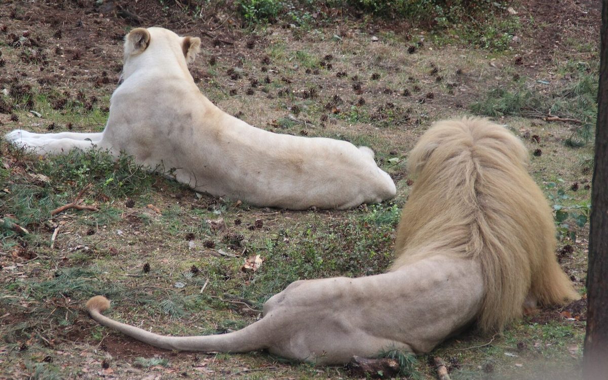 Lion and lioness resting side by side on open savanna ground